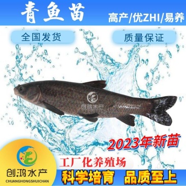 【2023新苗】青鱼鱼苗青鱼苗黑鲩鱼苗螺丝青鱼苗