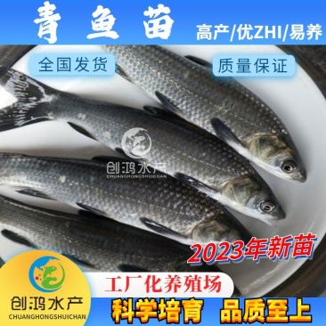 2023新苗大量供应优质青鱼苗螺丝青鱼苗黑鲩鱼苗