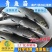2023新苗大量供应优质青鱼苗螺丝青鱼苗黑鲩鱼苗
