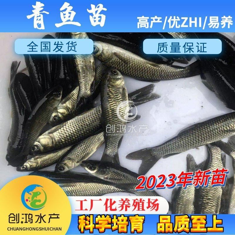 【2023新苗】优质青鱼苗螺丝青鱼苗黑鲩鱼苗