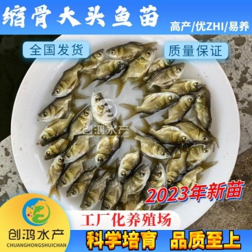 【2023新苗】一级缩骨大头鱼苗缩骨鱼苗缩骨鳙鱼苗