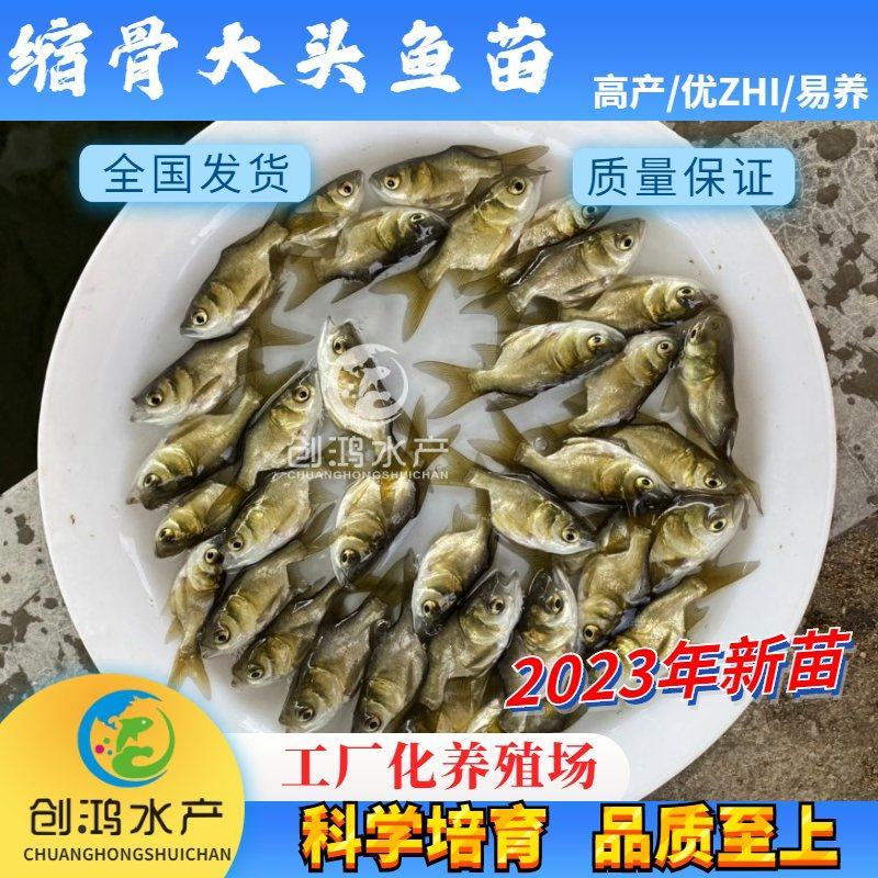 【2023新苗】一级缩骨大头鱼苗缩骨鱼苗缩骨鳙鱼苗