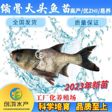 【2023新苗】苗场直供缩骨大头鱼苗缩骨鱼苗缩骨鳙鱼苗