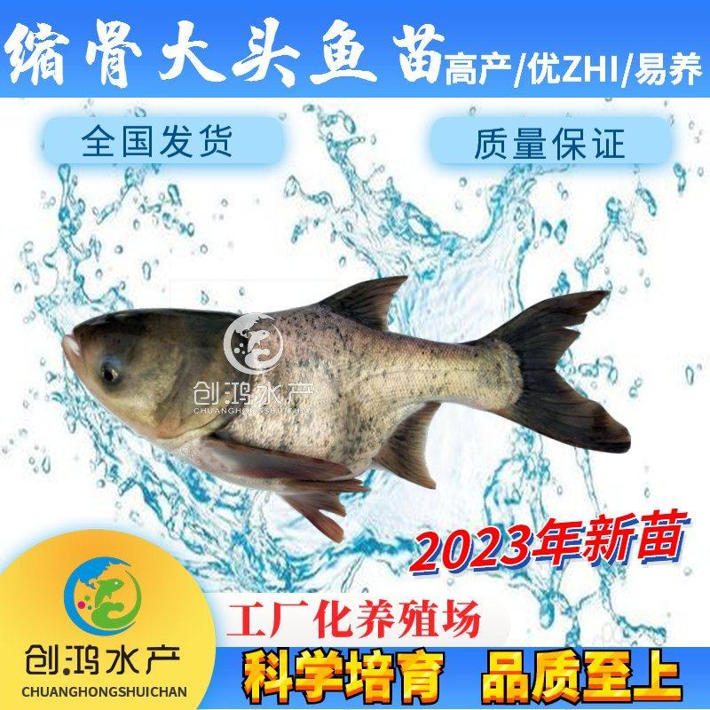 【2023新苗】苗场直供缩骨大头鱼苗缩骨鱼苗缩骨鳙鱼苗
