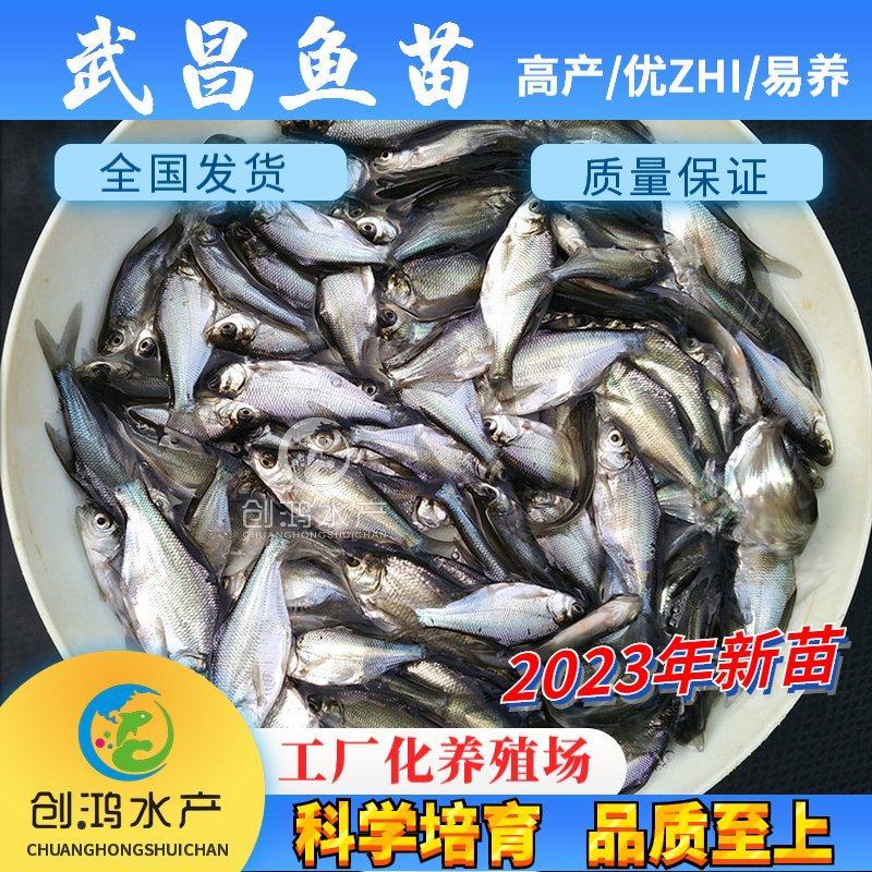 【2023新苗】武昌鱼苗团头鲂鱼苗三角鲂武昌鱼水花
