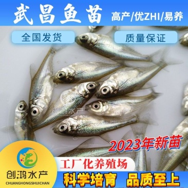 【2023新苗】武昌鱼鱼苗团头鲂缩项鳊鱼武昌鱼水花