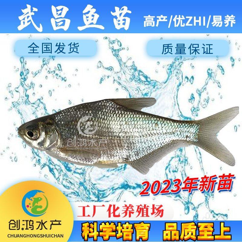 2023新苗武昌鱼鱼苗团头鲂三角鲂武昌鱼水花供应