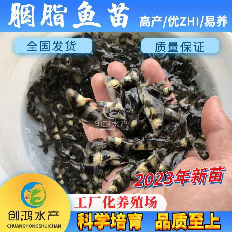 苗场直供胭脂鱼苗亚洲美人鱼苗火烧鳊鱼苗淡水养殖