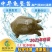 【2023新苗】中华龟鳖苗甲鱼苗水鱼苗外塘精养