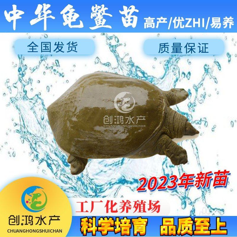 【2023新苗】中华龟鳖苗甲鱼苗水鱼苗外塘精养