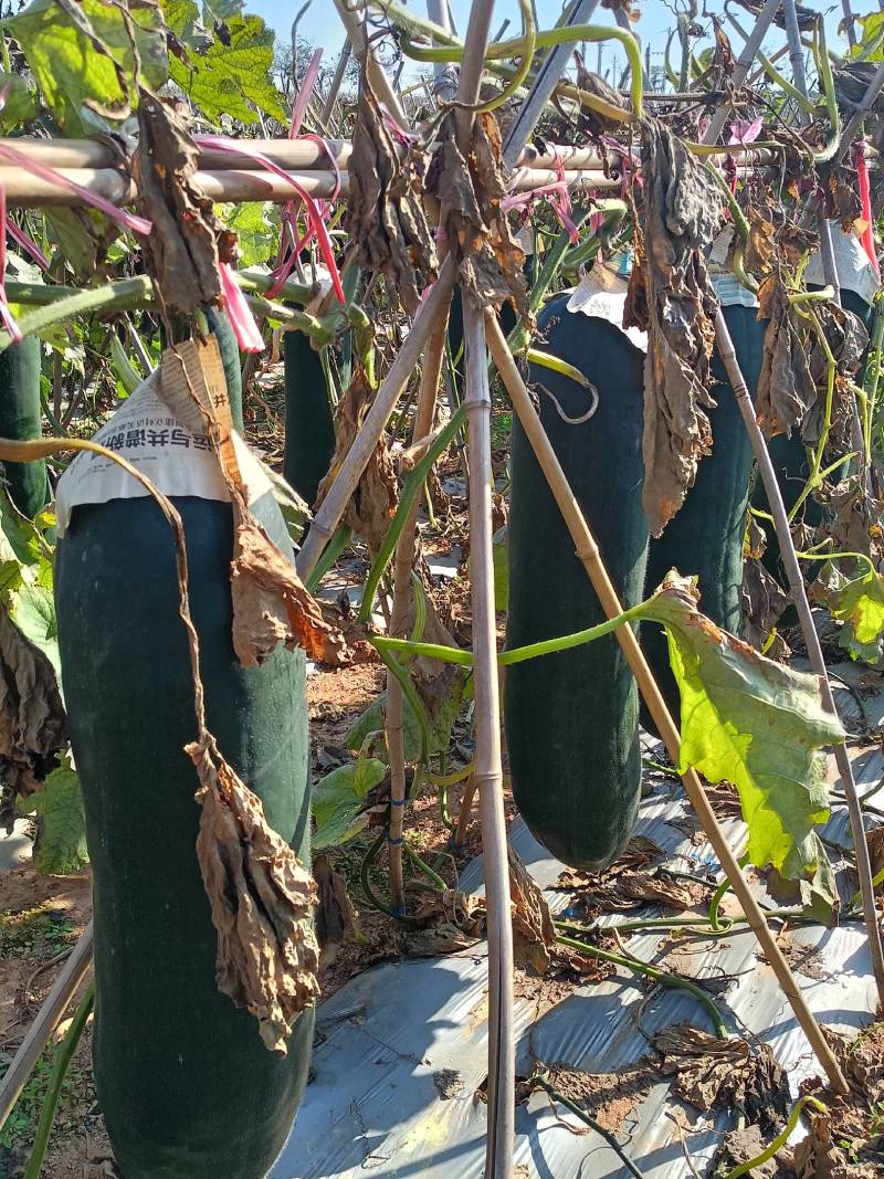 海南新鲜新苗黑皮吊冬瓜现货大量上市货源充足
