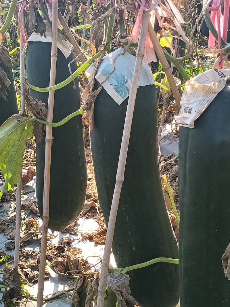海南新鲜新苗黑皮吊冬瓜现货大量上市货源充足
