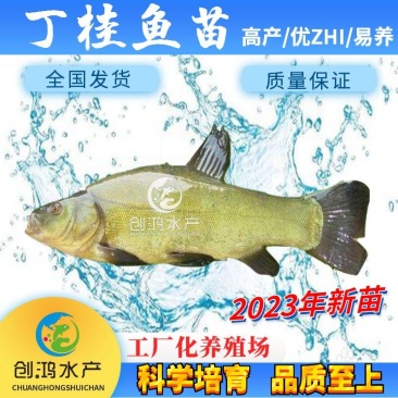 【2023新苗】丁桂鱼鱼苗欧洲丁鱥鱼苗丁桂鱼水花供应