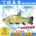 【2023新苗】丁桂鱼鱼苗欧洲丁鱥鱼苗丁桂鱼水花供应