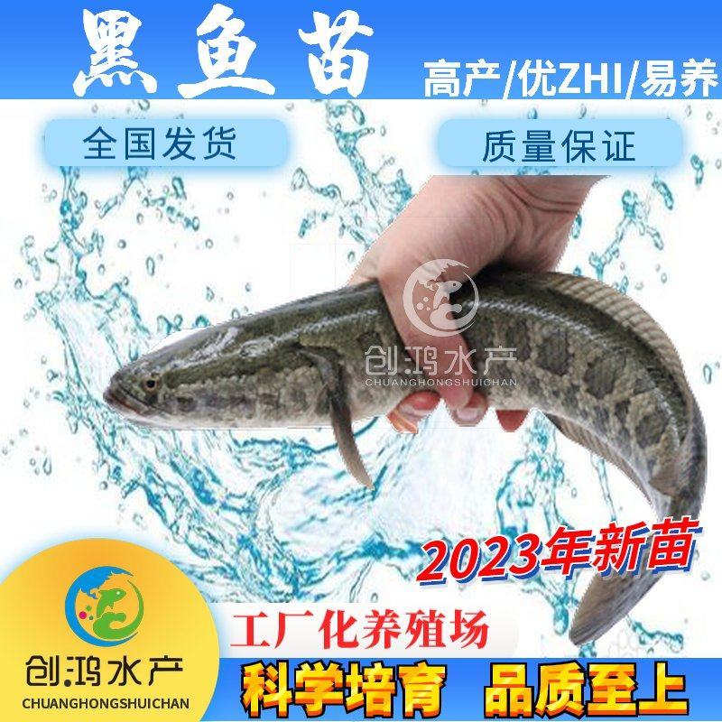 【2023新苗】优质黑鱼鱼苗生鱼苗乌鱼苗杂交黑鱼苗