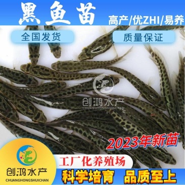 2023新苗黑鱼鱼苗生鱼苗杂交黑鱼苗观赏鱼放生鱼