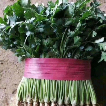 万亩香菜基本，中叶铁杆青香菜！
