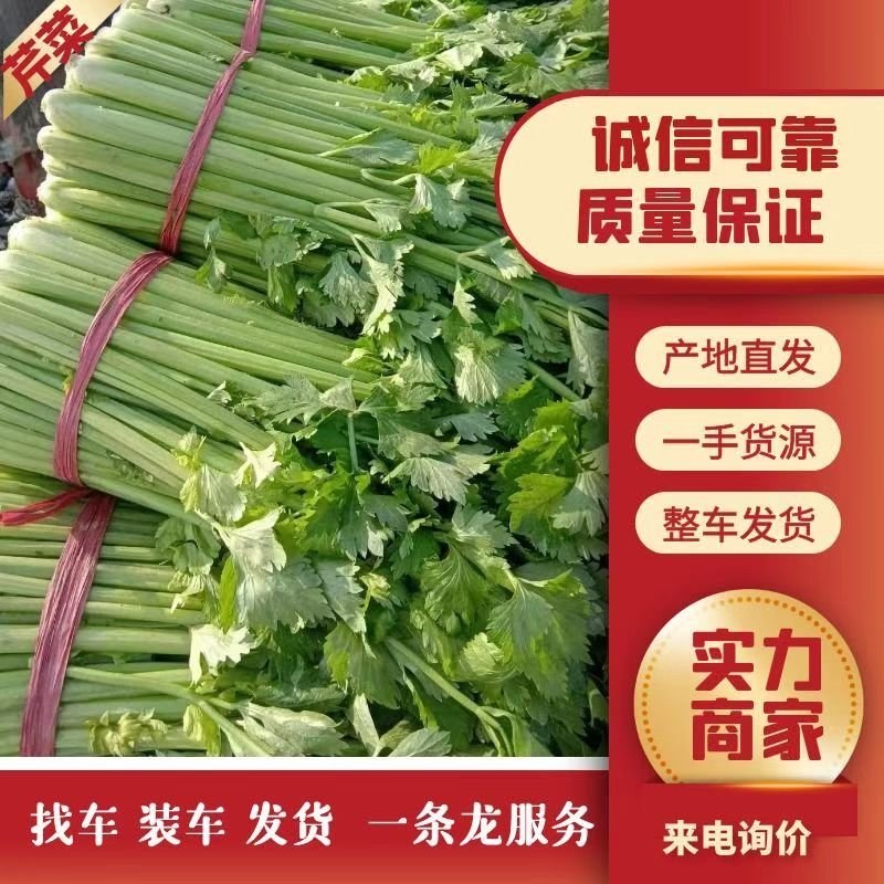 精品芹菜，无空心，货源充足，代发全国，质量可靠