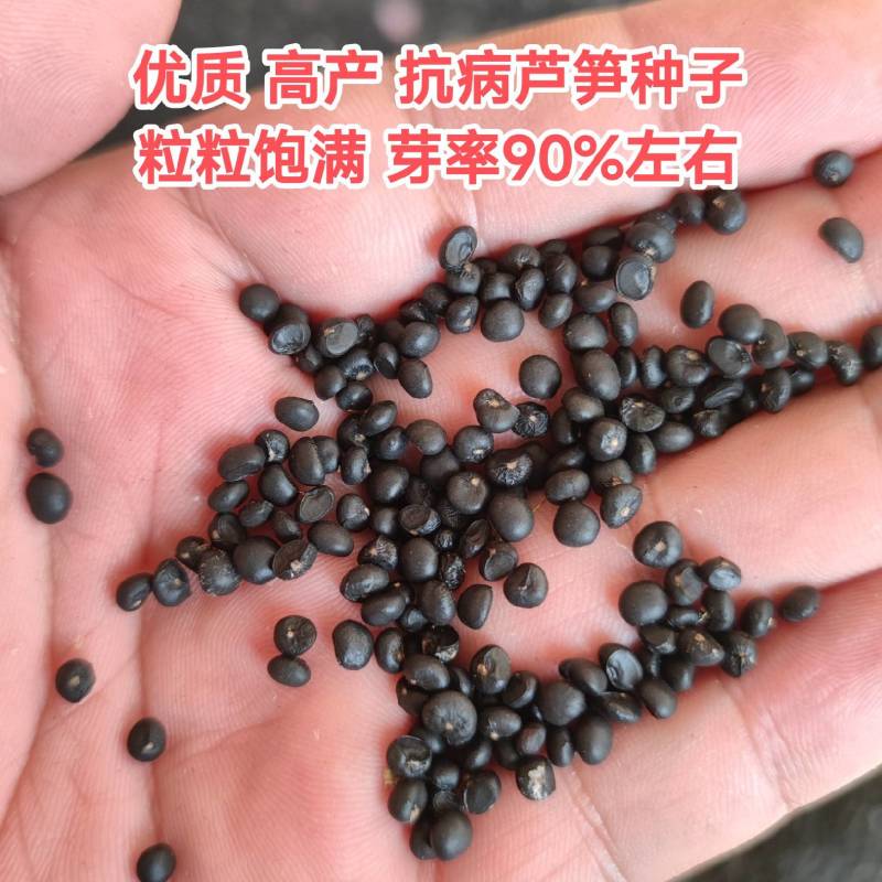 绿色芦笋种子紫色芦笋种子高产抗病散装袋装电商使用
