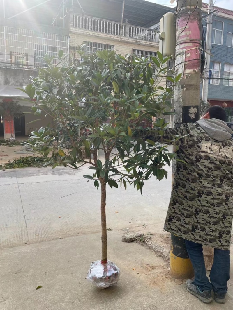 桂花