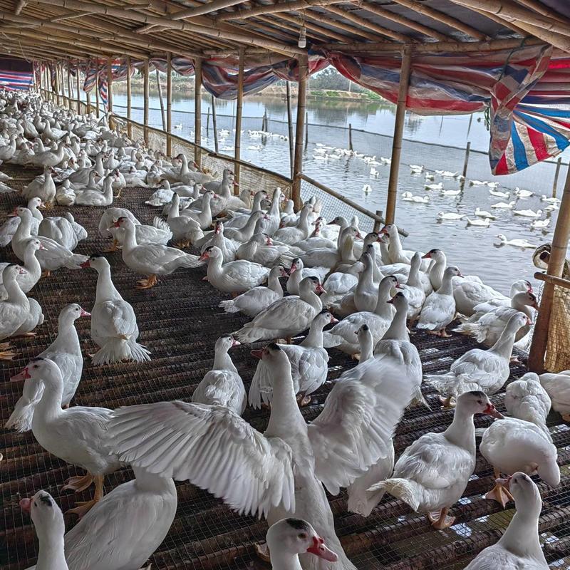 广东白番鸭养殖基地！接受全国发货，一手货源