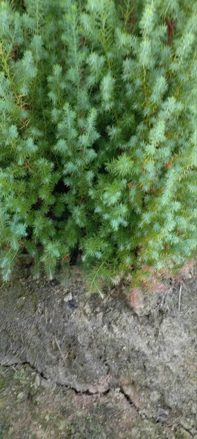 基地直发各种规格柏木容器苗，无纺布营养袋柏木苗，大杯苗