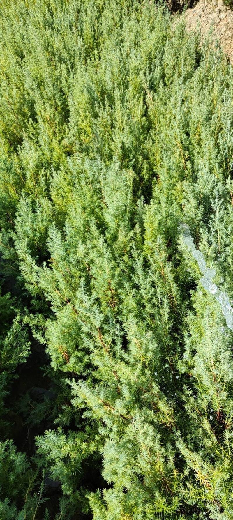 基地直发各种规格柏木容器苗，无纺布营养袋柏木苗，大杯苗