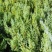 基地直发各种规格柏木容器苗，无纺布营养袋柏木苗，大杯苗