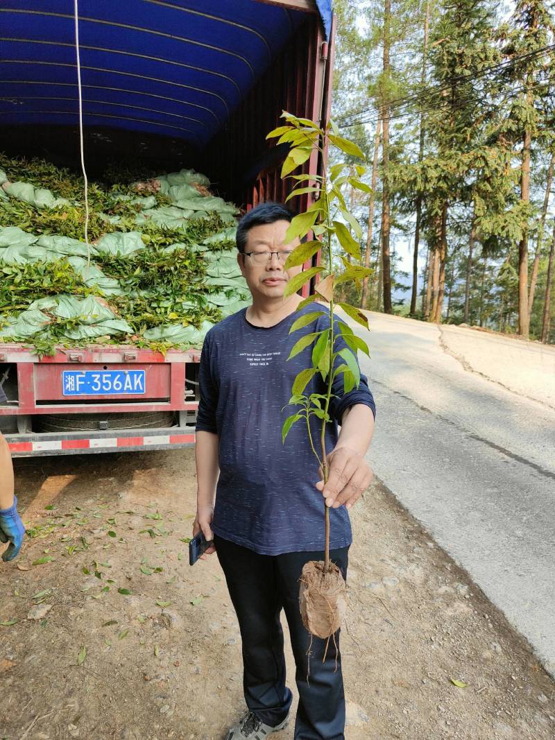 基地直发各种规格无纺布楠木营养袋苗，楠木容器苗