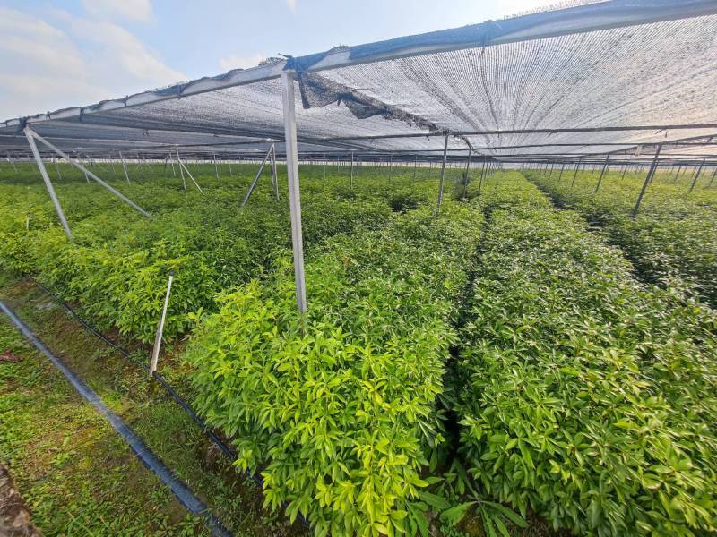 基地直发各种规格无纺布楠木营养袋苗，楠木容器苗