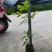 基地直发各种规格无纺布楠木营养袋苗，楠木容器苗