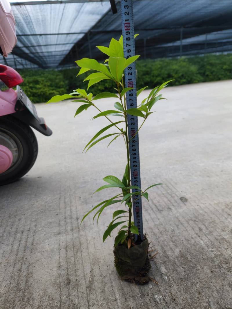 基地直发各种规格无纺布楠木营养袋苗，楠木容器苗