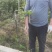 基地直发各种规格无纺布楠木营养袋苗，楠木容器苗