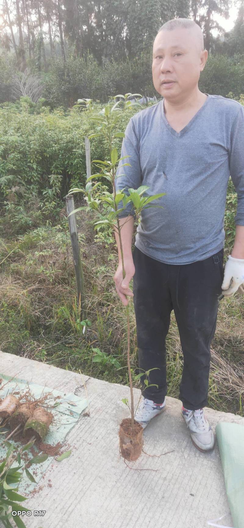 基地直发各种规格无纺布楠木营养袋苗，楠木容器苗
