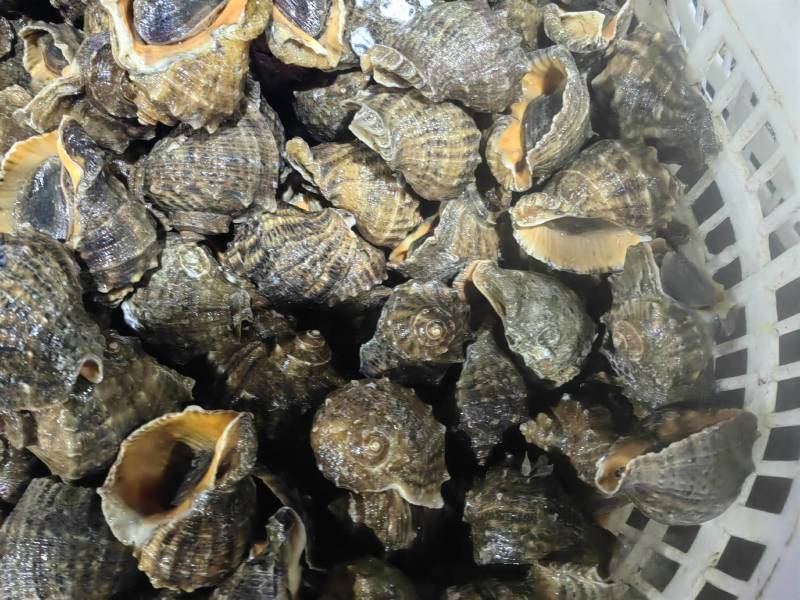 胶东海鲜