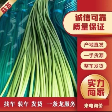 山东蒜薹产地直供，白帽蒜薹，红帽蒜薹，支持全国发货。