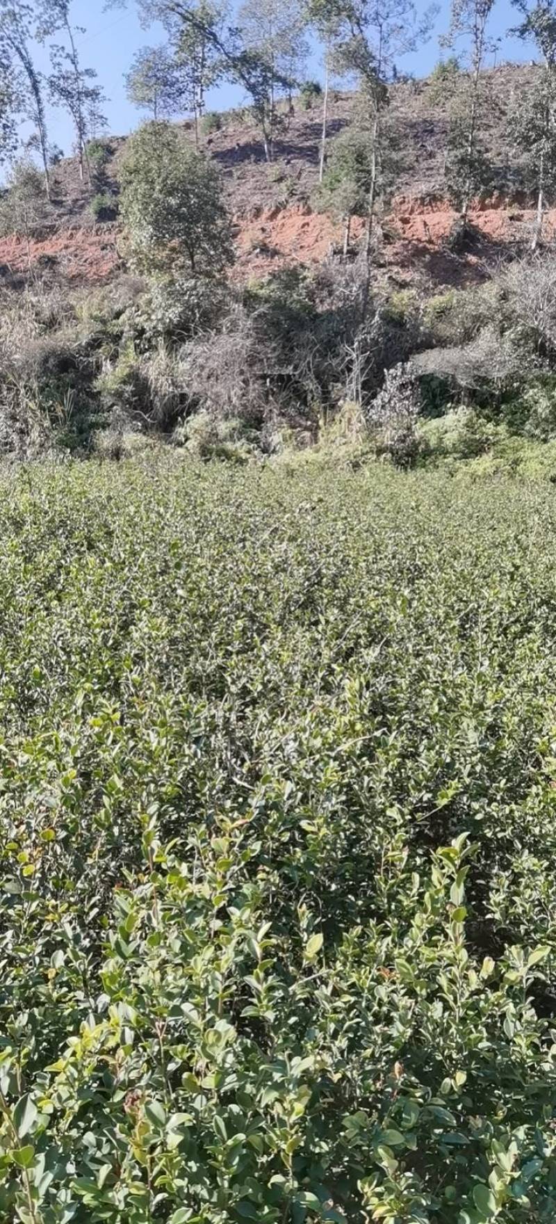 油茶苗，产地直发，支持视频看货，货源充足