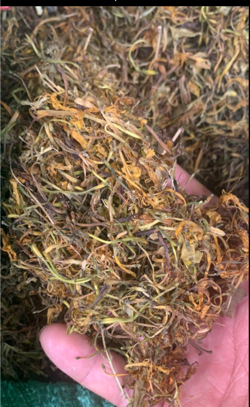 山银花