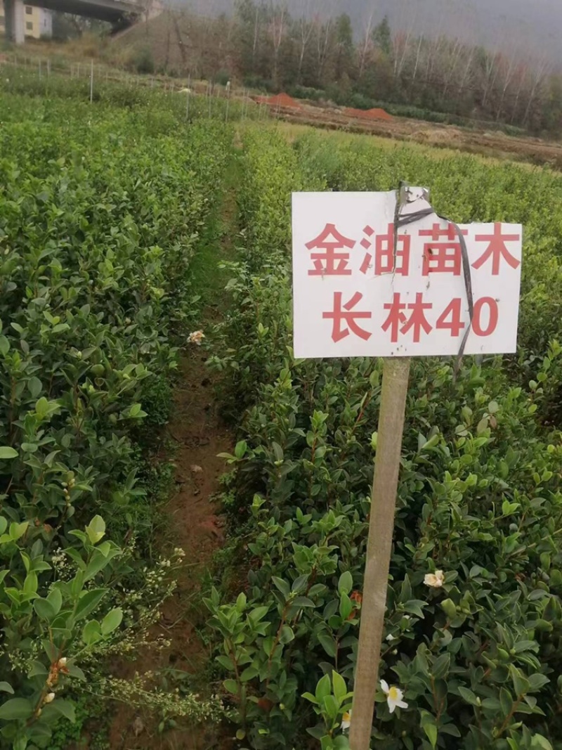 油茶苗长林系列两年苗各种规格大量批发根系发达欢迎选购