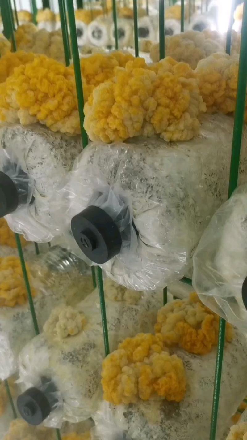 金耳菌厂家供货品质保障货源充足支持一件代发