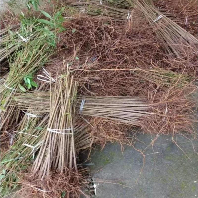 李子苗蜂糖李树苗蜂糖李子苗一手货源视频看货