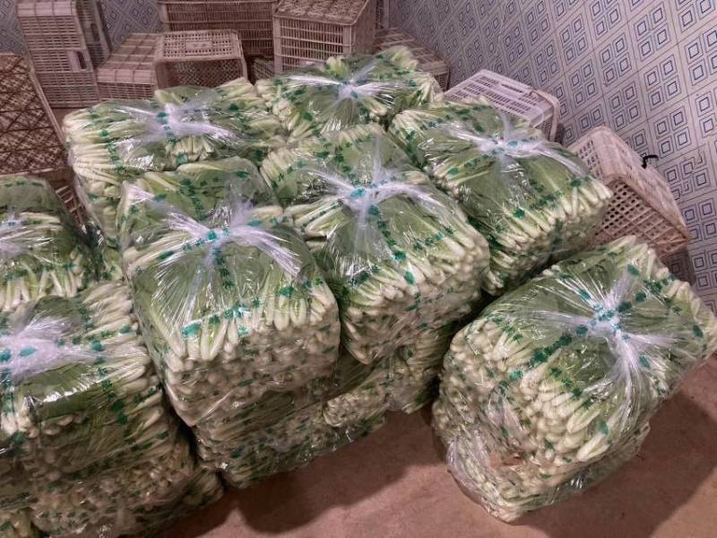 【精品】山东菏泽曹县上海青，产地发货，诚信经营，欢迎看货合作