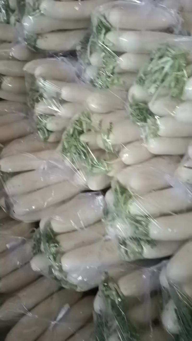 精品白箩卜大量上市保质保量可供超市发往全国各地