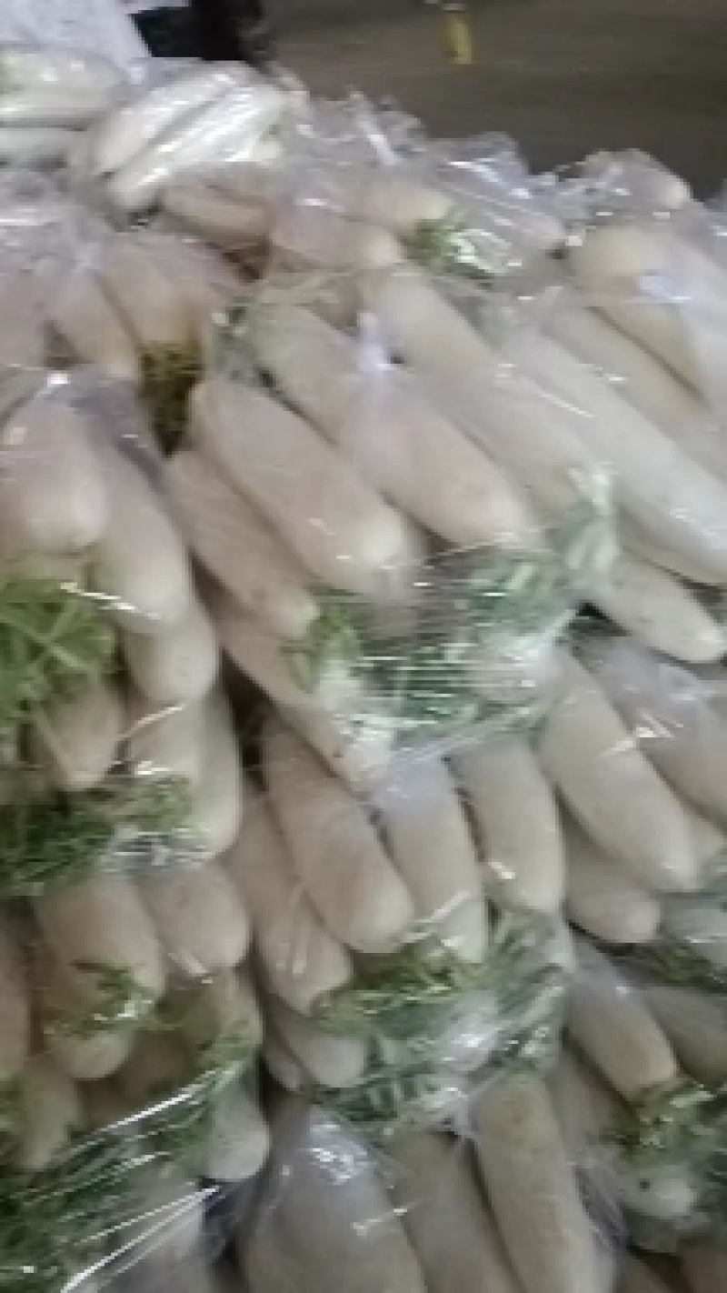 精品白箩卜大量上市保质保量可供超市发往全国各地