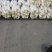 精品白箩卜大量上市保质保量可供超市发往全国各地