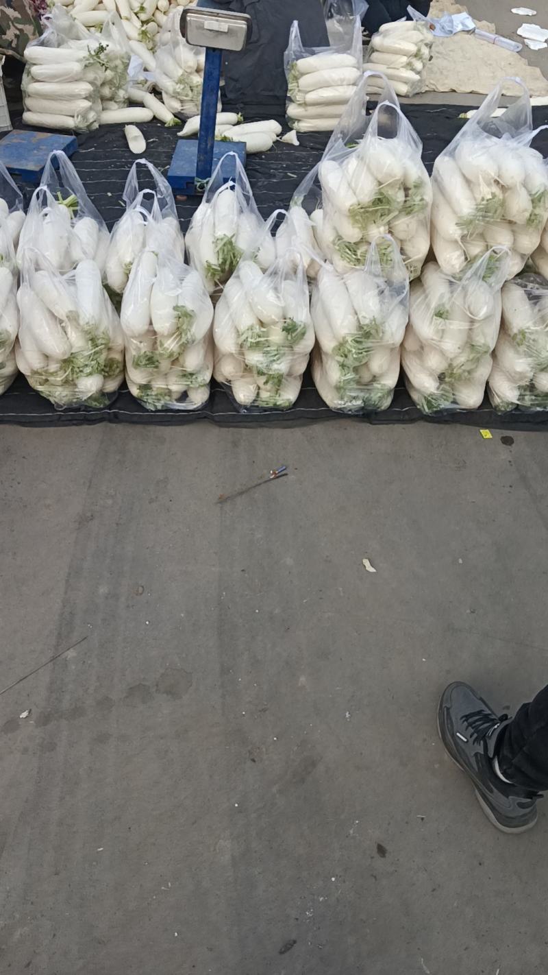 精品白箩卜大量上市保质保量可供超市发往全国各地