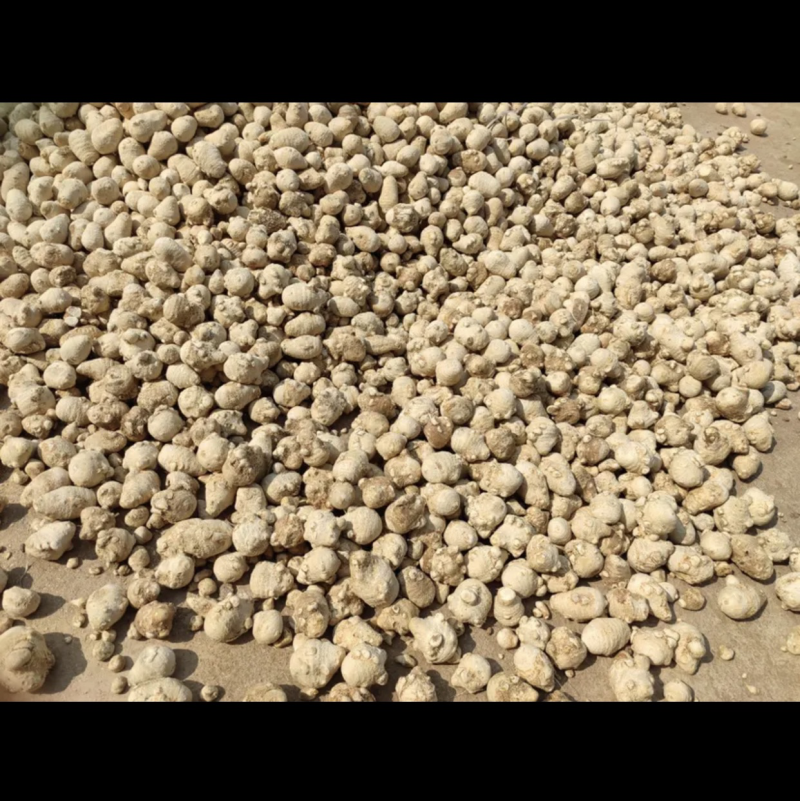 泽泄药材大量供应，产地代办，货源充足，交通便利
