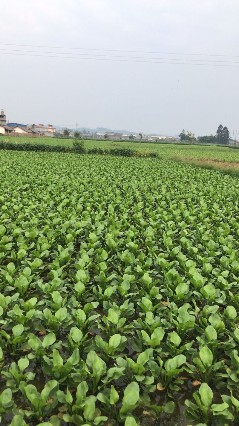 泽泄药材大量供应，产地代办，货源充足，交通便利