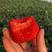 【草莓山东】山东甜宝草莓看货包吃住质优价廉量大从优