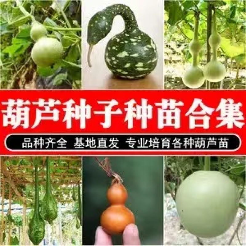 葫芦苗